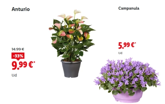 Anturio y campanula/ LIDL