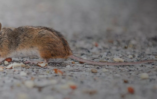 Un roedor, causante de la transmisión del Hantanavirus/ CANVA