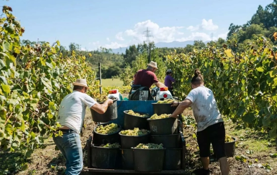 Vendimia en Barcos Wines / BARCOS WINES