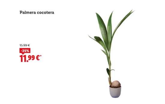 Palmera cocotera/ LIDL