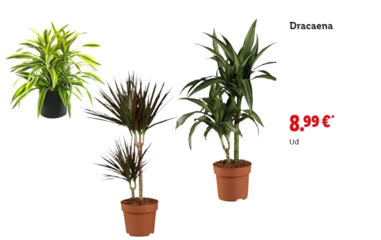 Dracaena/ LIDL