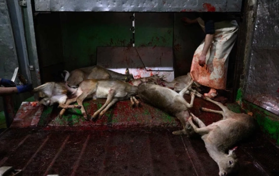 Ciervos muertos en el matadero de Segovia / IGUALDAD ANIMAL Ciervos muertos en el matadero de Segovia / IGUALDAD ANIMAL