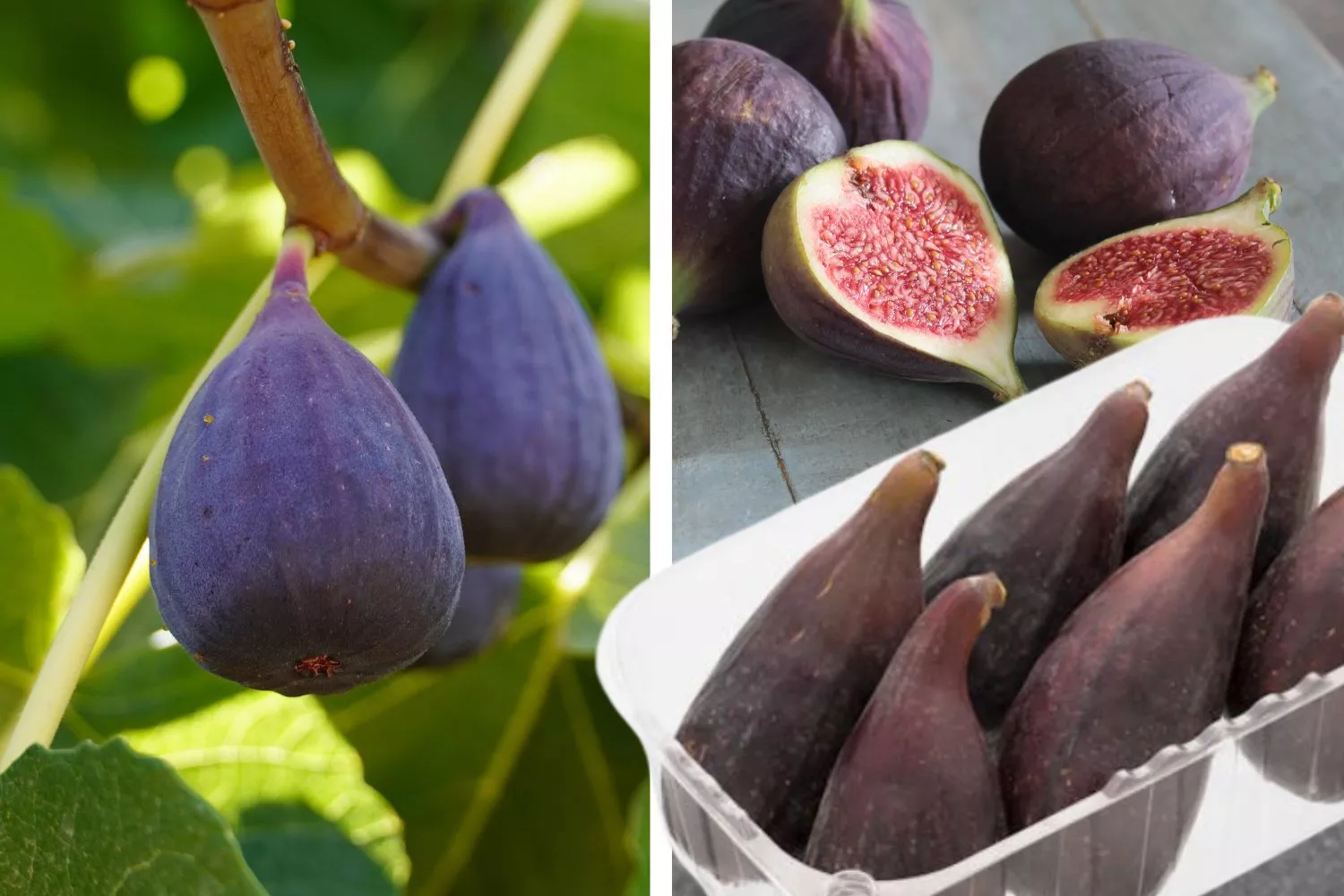 Brevas: el fruto por excelencia de la temporada veraniega/ Fotomontaje Consumidor Global