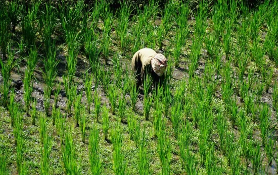 Un agricultor en un arrozal de Indonesia / PEXELS Un agricultor en un arrozal de Indonesia / PEXELS
