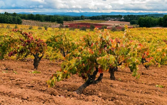Viñedos / LOALTO Viñedos / LOALTO