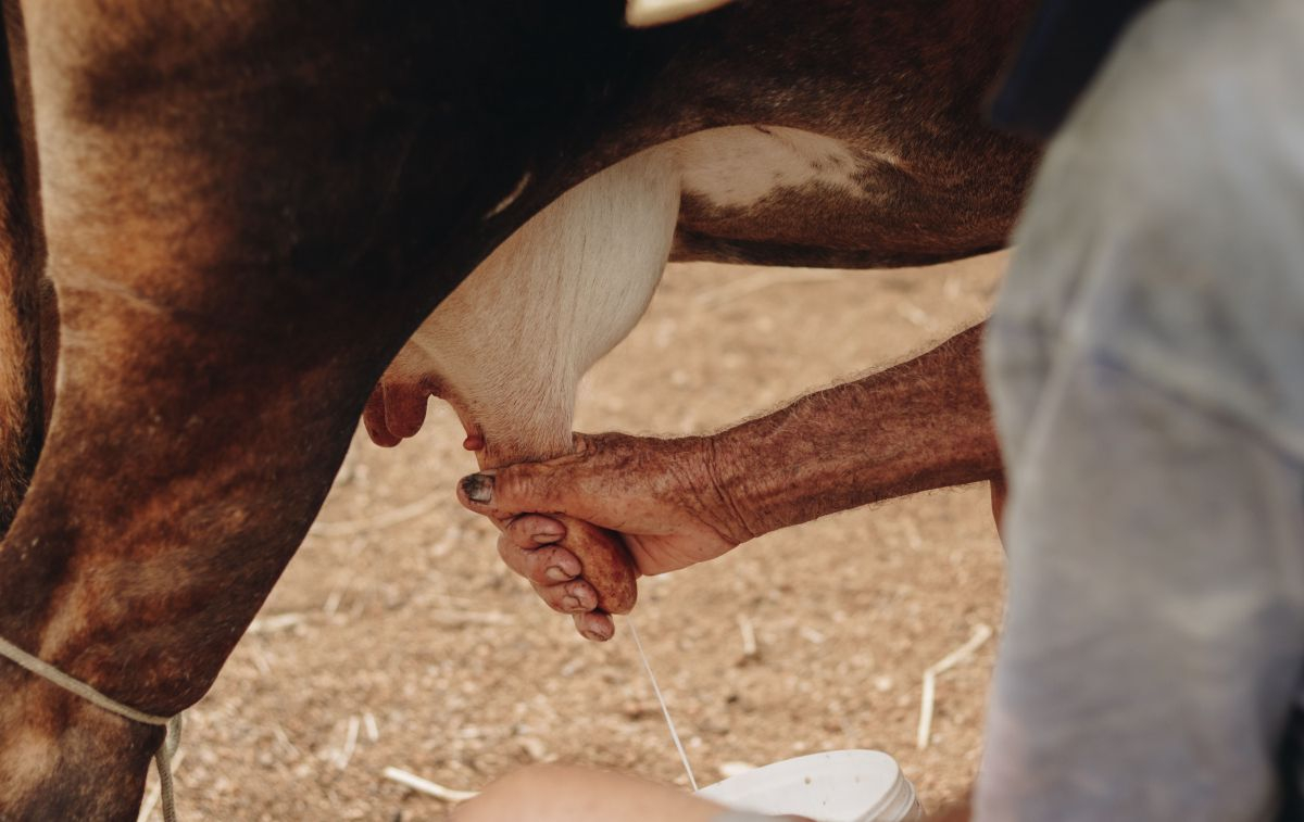 Ganaderos lácteos extraen leche de vaca para su producción / PEXELS 
