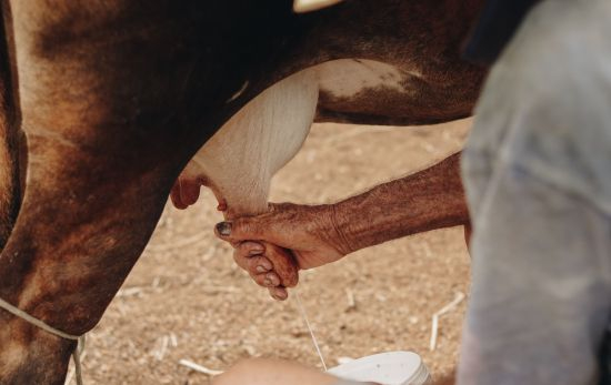 Ganaderos lácteos extraen leche de vaca para su producción / PEXELS Ganaderos lácteos extraen leche de vaca para su producción / PEXELS