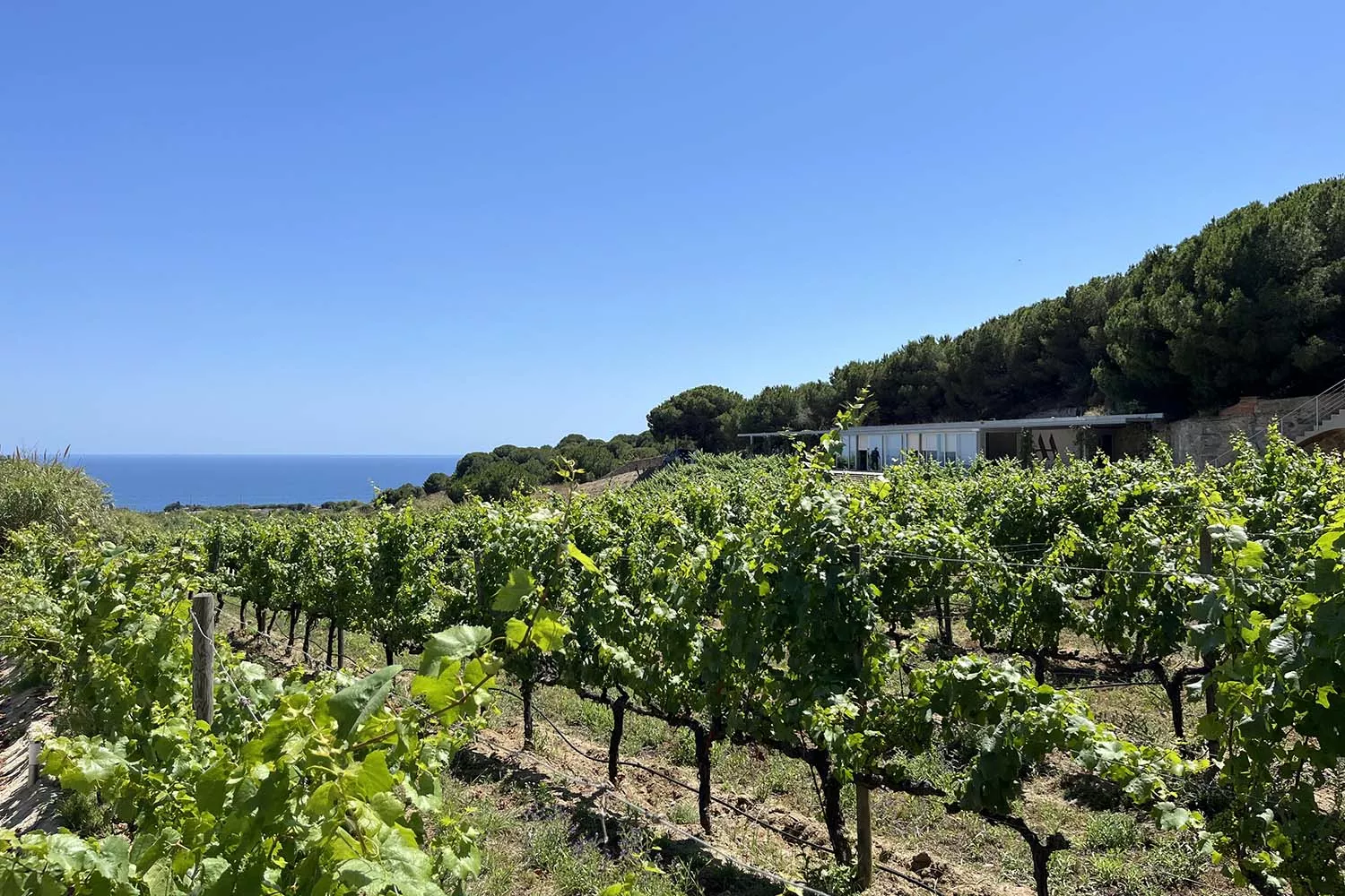 Las vides, el mar y uno de los edificios de la bodega Art Laietà de la Alta Alella TEO CAMINO