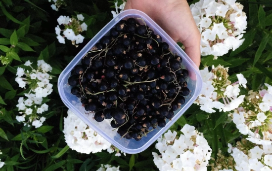 Grosella negra/ CANVA Grosella negra/ CANVA
