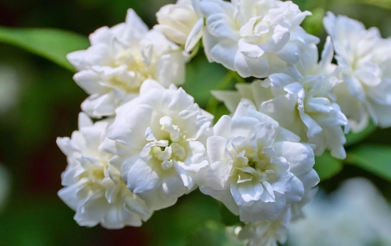 Flor de jazmín/ CANVA Flor de jazmín/ CANVA