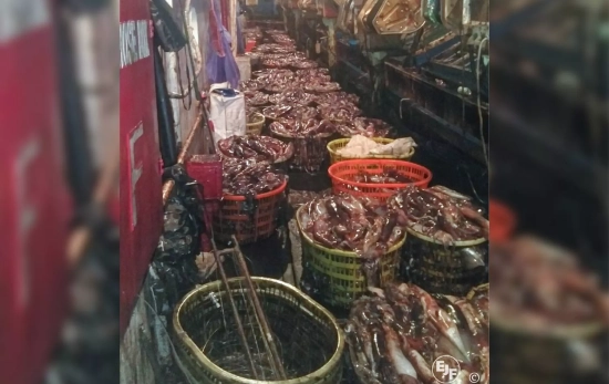 Cientos de kilos de calamar pescado en alta mar / CEDIDA POR EJF Cientos de kilos de calamar pescado en alta mar / CEDIDA POR EJF
