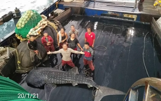 Unos pescados junto a un tiburón ballena CEDIDA POR EJF Unos pescados junto a un tiburón ballena CEDIDA POR EJF