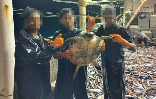 Una tortuga capturada / CEDIDA POR EJF Una tortuga capturada / CEDIDA POR EJF
