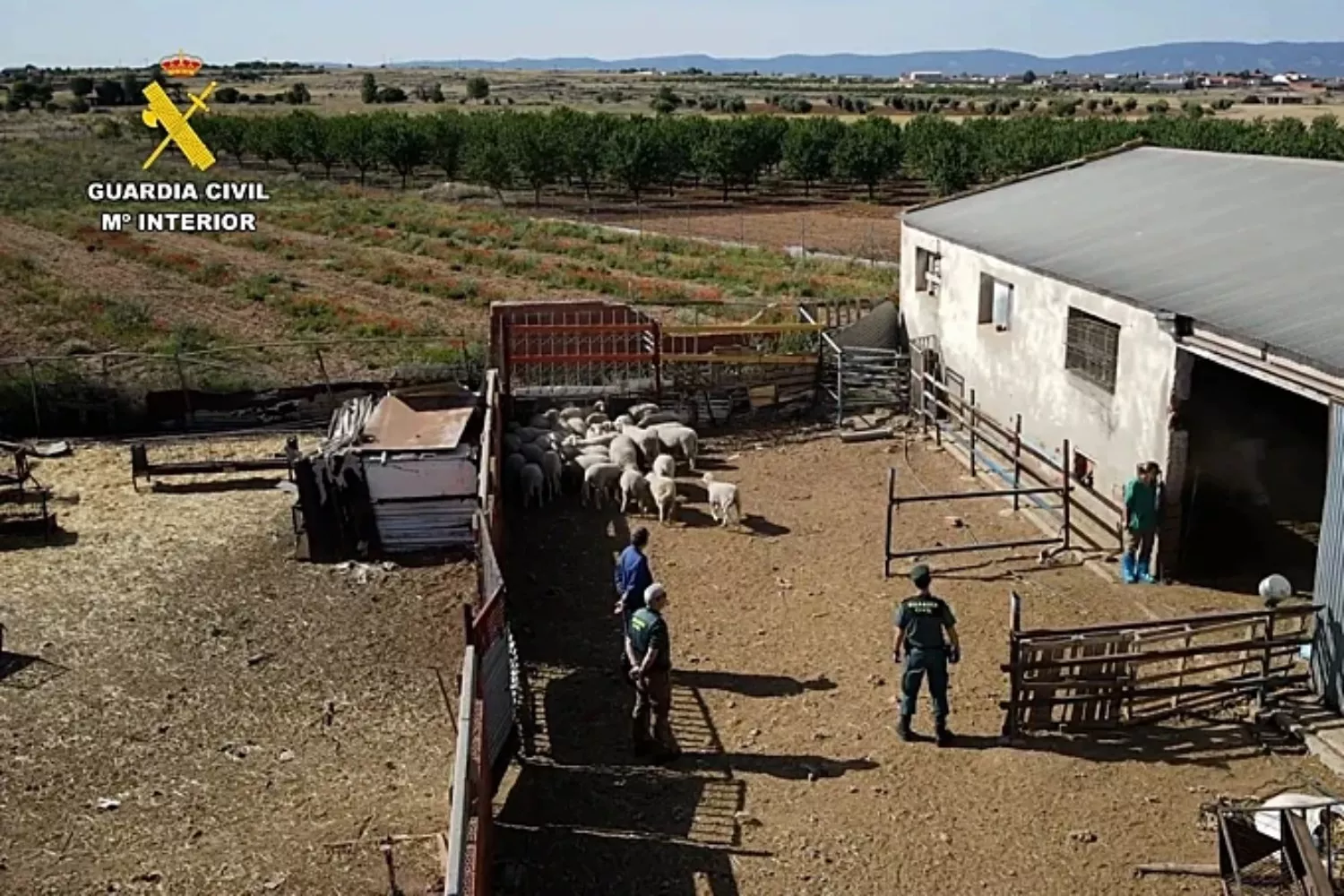 En la explotación ganadera se hallaron 228 cabezas de ganado ovino y caprino   GUARDIA CIVIL
