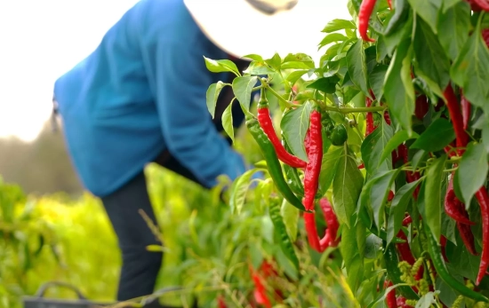 Recolección del pimiento / PIMENTON DE LA VERA DOP