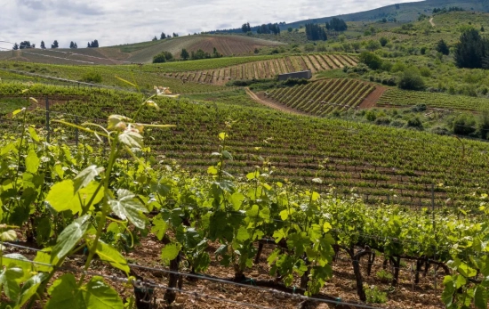 Viñedos de Emilio Moro en El Bierzo / CEDIDA