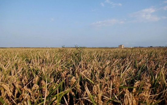 Campo de arroz en la Comunidad Valenciana / EUROPA PRESS Campo de arroz en la Comunidad Valenciana / EUROPA PRESS