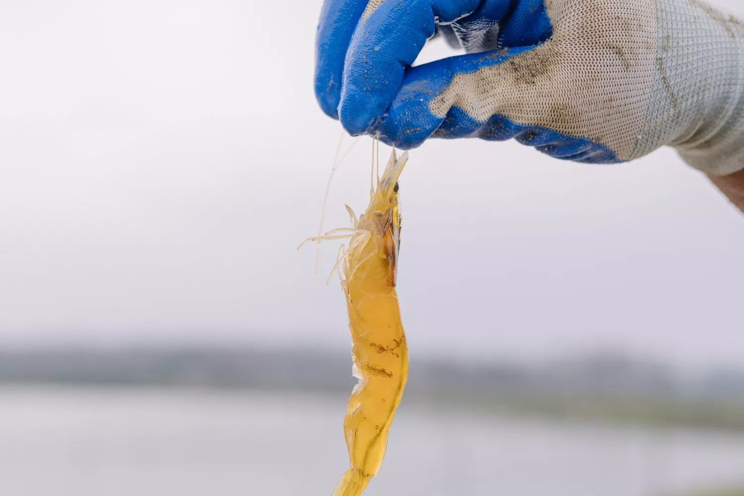 Un langostino / MARCOS ZEGERS - ANIMAL WELFARE OBSERVATORY
