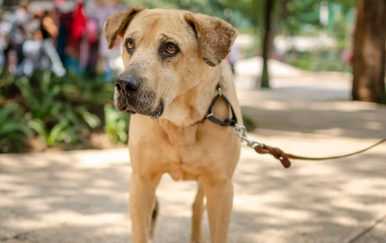 Un perro / PEXELS Un perro / PEXELS