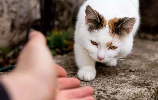 Un gato / MAGNIFIC Un gato / MAGNIFIC