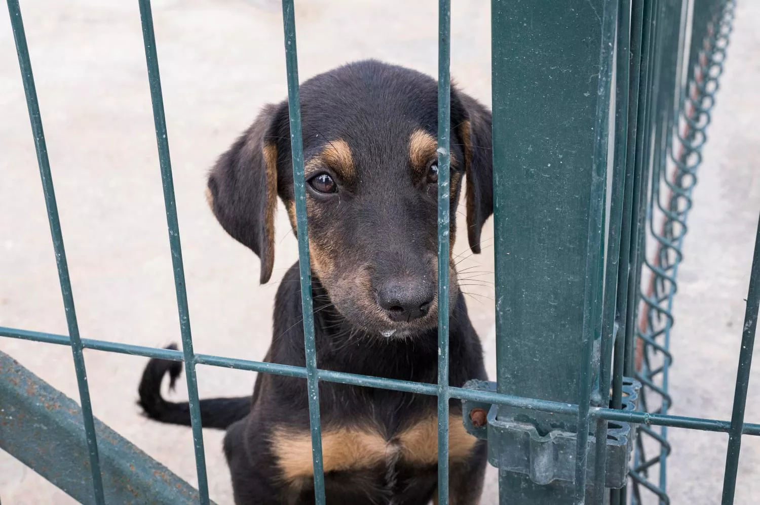 Un perro detrás de una valla / FREEPIK Un perro detrás de una valla / FREEPIK