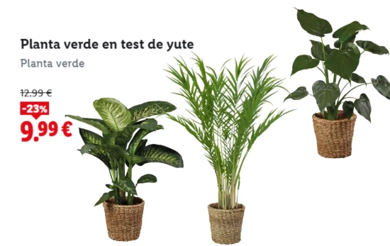 Planta verde en test de yute/ LIDL Planta verde en test de yute/ LIDL