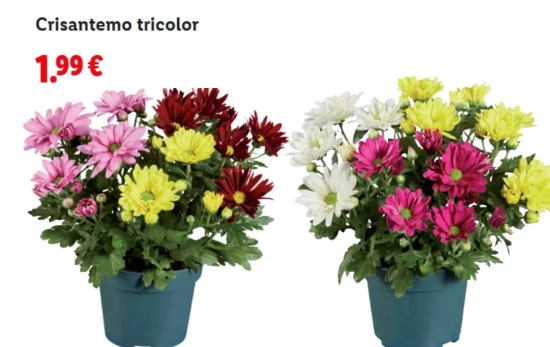Crisantemo tricolor/ LIDL Crisantemo tricolor/ LIDL