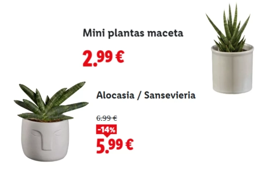 Plantas pequeñas/ LIDL Plantas pequeñas/ LIDL