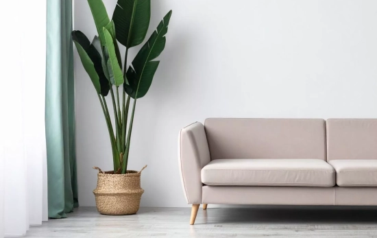 Una planta grande en el salón aporta estructura decorativa y presencia/ CANVA Una planta grande en el salón aporta estructura decorativa y presencia/ CANVA