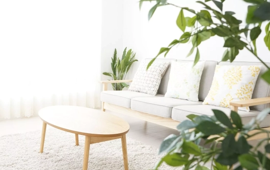 Una casa con plantas decorativas/ CANVA Una casa con plantas decorativas/ CANVA