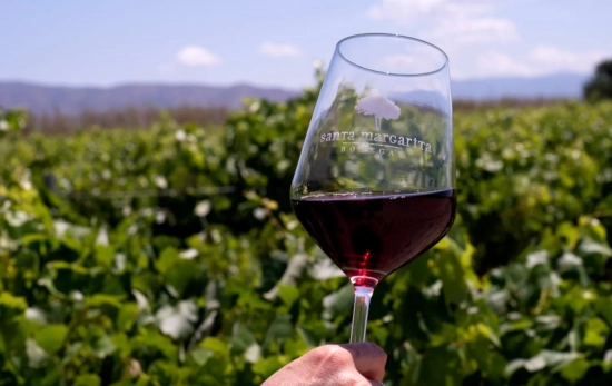 Copa y viñedo / BODEGAS SANTA MARGARITA