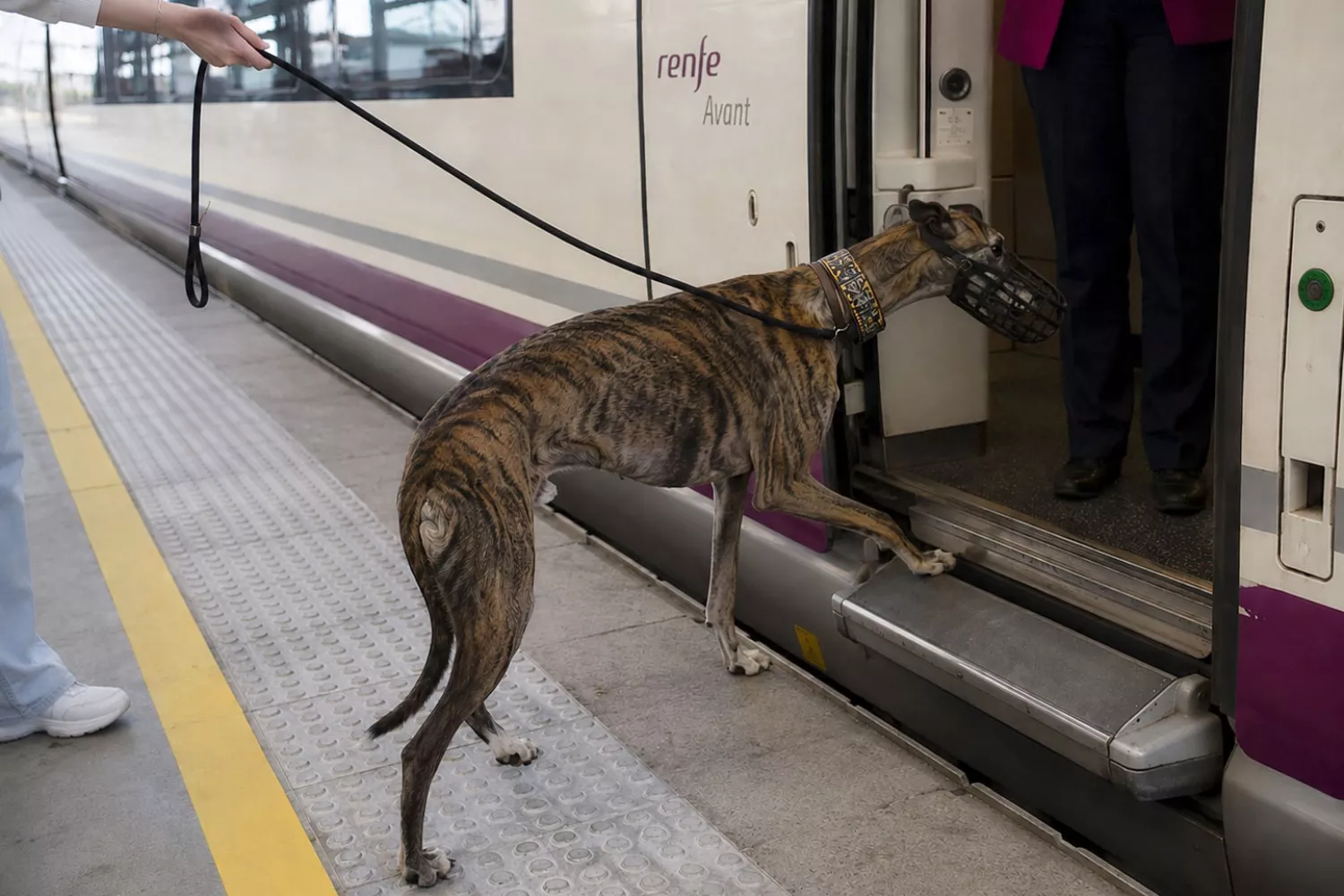 Un perro grande entra en un tren de Renfe / RENFE