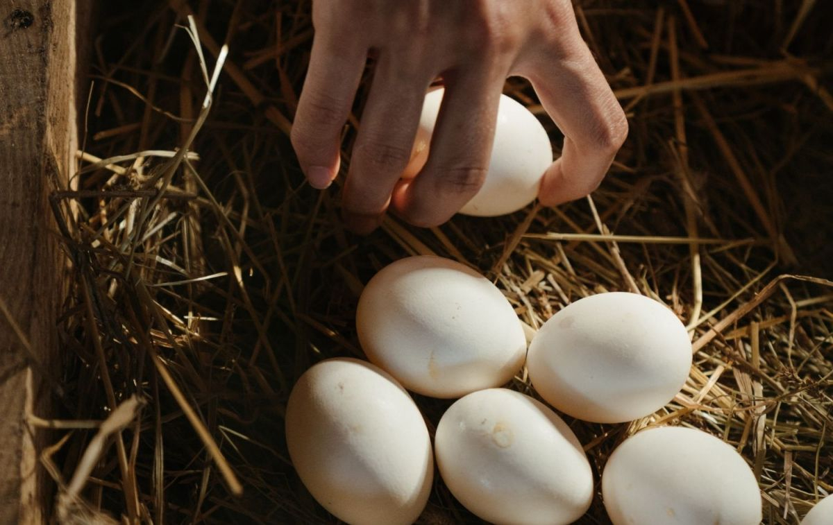 Una persona cogiendo un huevo / PEXELS