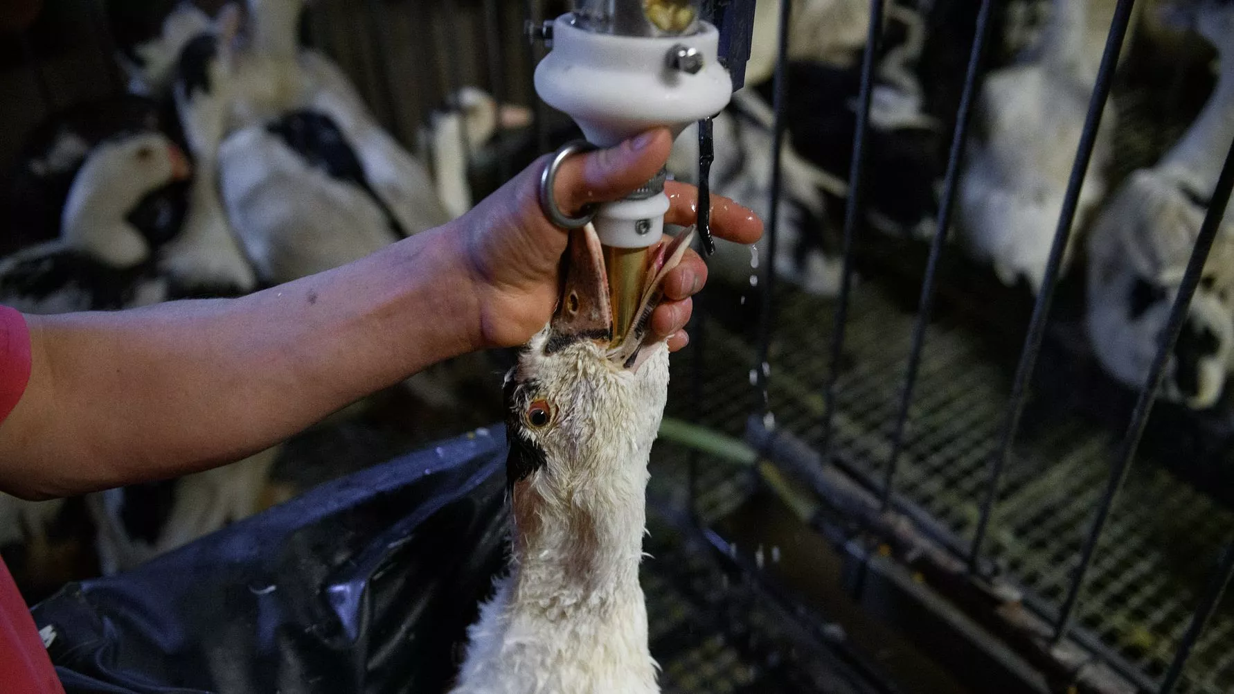 Alimentación forzosa de un pato para hacer el foie gras / IGUALDAD ANIMAL - AITOR GARMENDIA
