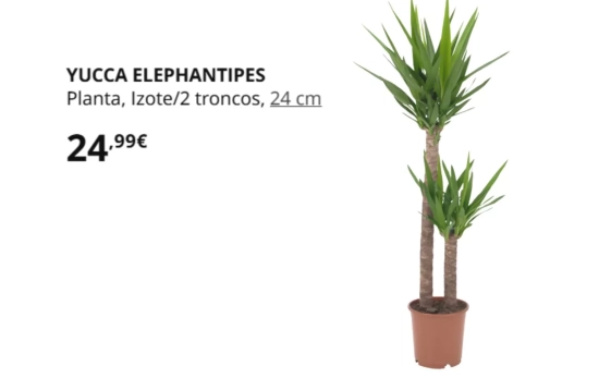 YUCCA ELEPHANTIPES/ IKEA YUCCA ELEPHANTIPES/ IKEA