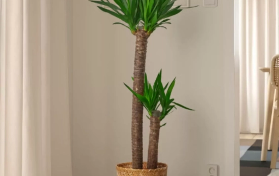 YUCCA ELEPHANTIPES/ IKEA YUCCA ELEPHANTIPES/ IKEA