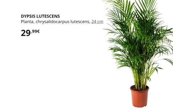 DYPSIS LUTESCENS/ IKEA DYPSIS LUTESCENS/ IKEA