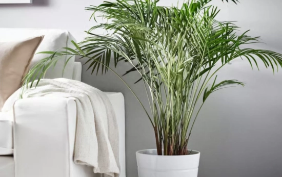 DYPSIS LUTESCENS/ IKEA DYPSIS LUTESCENS/ IKEA