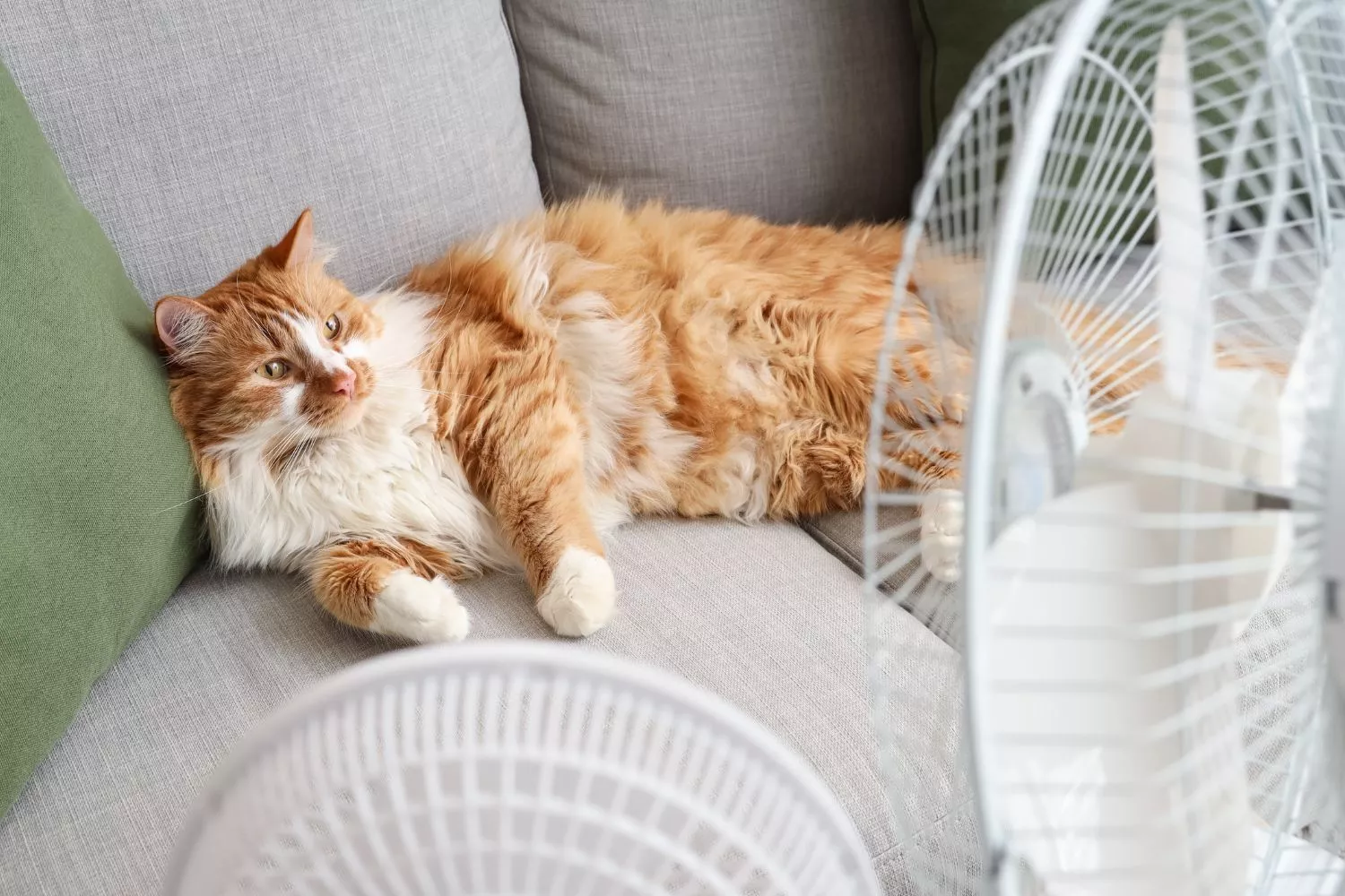 Una mascota tumbada en el sofá con ventiladores durante una ola de calor / Fotomontaje CONSUMIDOR GLOBAL