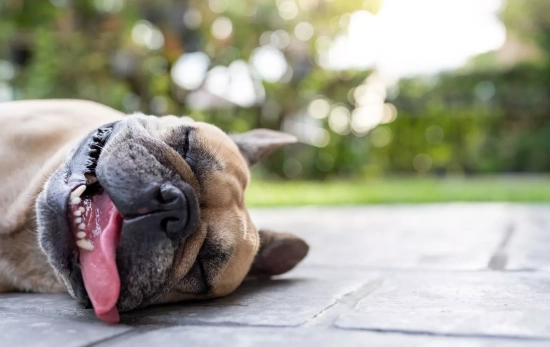 Un perro con mucho calor/ CANVA Un perro con mucho calor/ CANVA