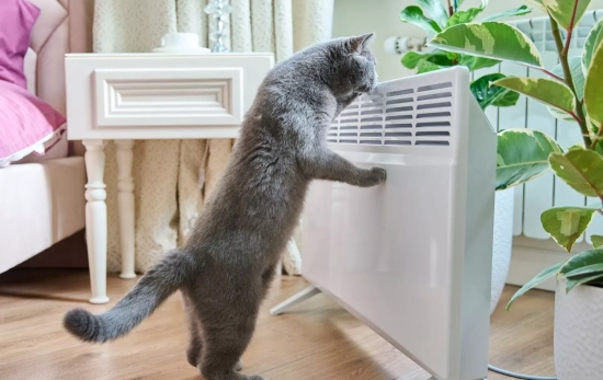 Un gato delante de un ventilador/ CANVA Un gato delante de un ventilador/ CANVA