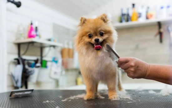 Un perro en la peluquería canina/ CANVA Un perro en la peluquería canina/ CANVA