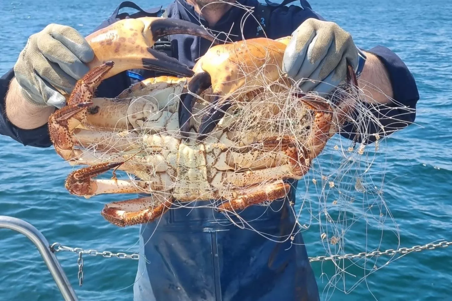 Imagen de una de los ejemplares de marisco incautados / GUARDACOSTAS DE GALICIA