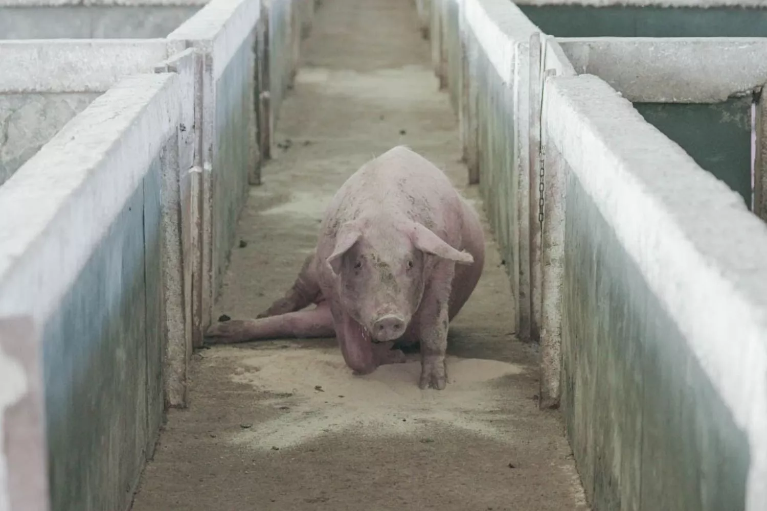 Un cerdo con la pata rota en una de las granjas investigadas / IGUALDAD ANIMAL