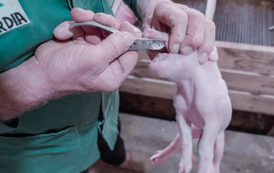 Un operario mutila a un cerdo / IGUALDAD ANIMAL Un operario mutila a un cerdo / IGUALDAD ANIMAL