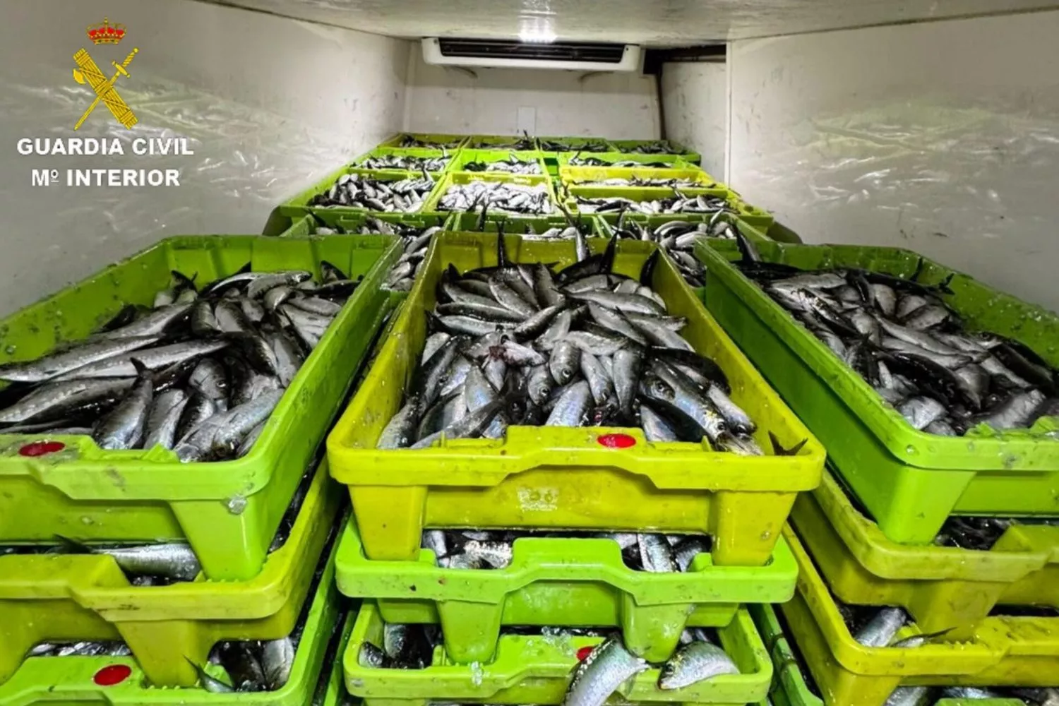 Sardinas incautadas en Cangas   GUARDIA CIVIL