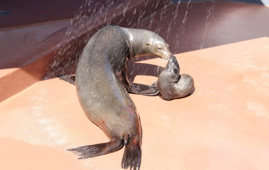 El nacimiento de un león marino / MARINELAND MALLORCA El nacimiento de un león marino / MARINELAND MALLORCA