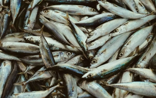 Sardinas / PEXELS