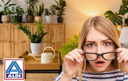 Aldi trae a partir de mañana la mejor selección de plantas: el ficus y la piña que mejor va a decorar tu hogar con toque tropical este otoño