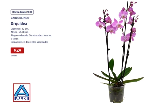 Orquídea/ ALDI